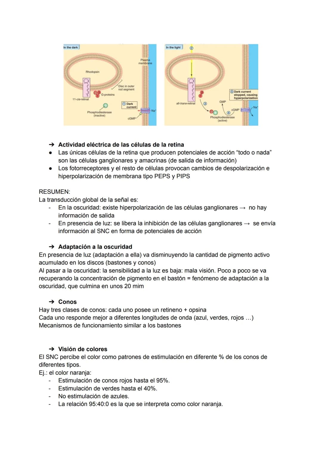 TEMA 20: FISIOLOGÍA DE LA VISIÓN
El ojo detecta e interpreta los estímulos luminosos: ondas electromagnéticas.
Puede distinguir dos cualidad