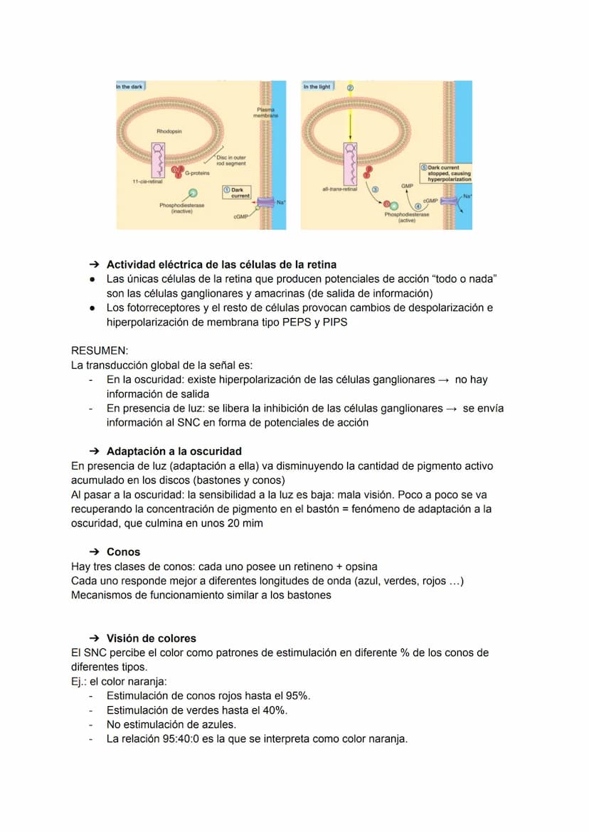 TEMA 20: FISIOLOGÍA DE LA VISIÓN
El ojo detecta e interpreta los estímulos luminosos: ondas electromagnéticas.
Puede distinguir dos cualidad