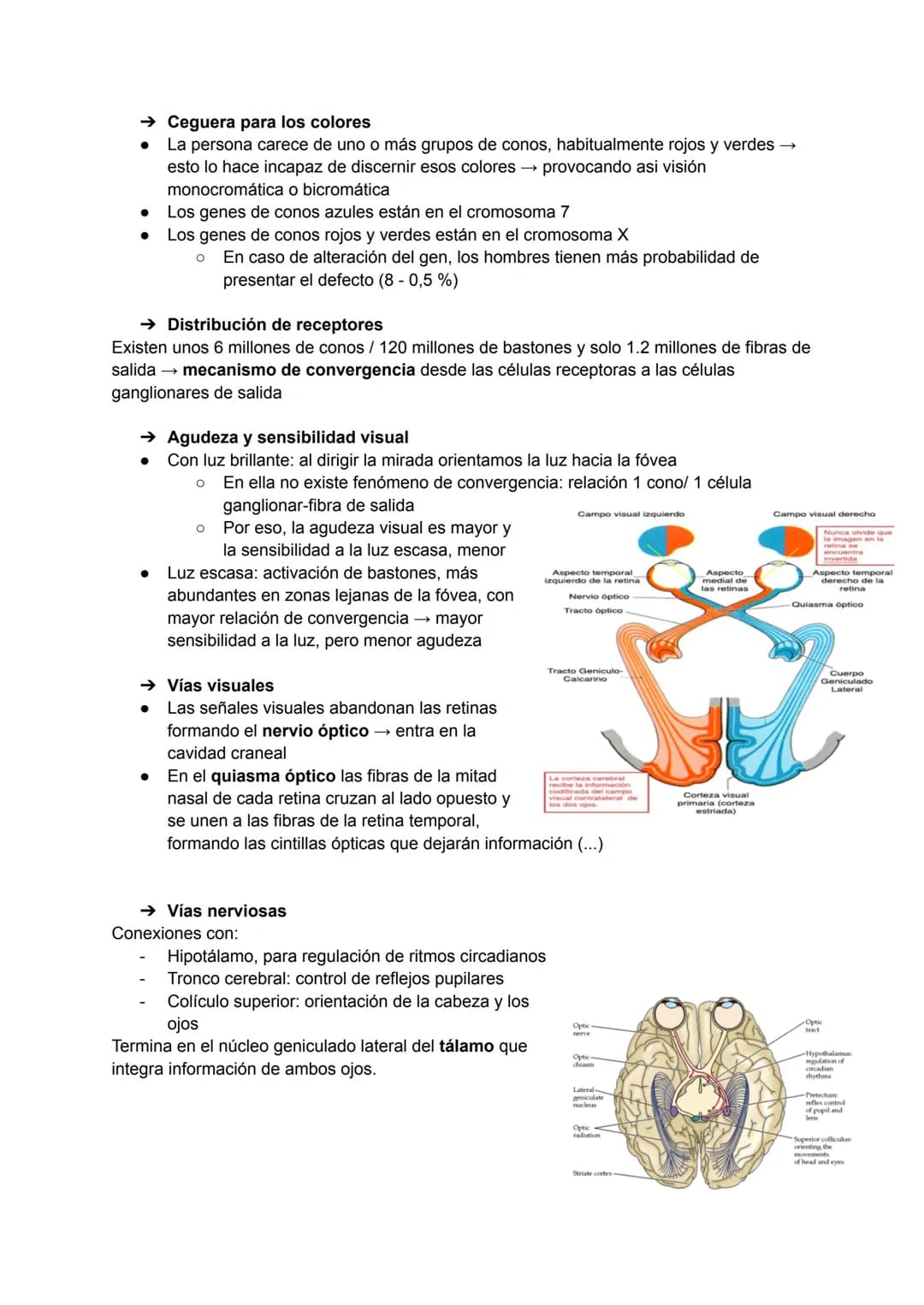 TEMA 20: FISIOLOGÍA DE LA VISIÓN
El ojo detecta e interpreta los estímulos luminosos: ondas electromagnéticas.
Puede distinguir dos cualidad