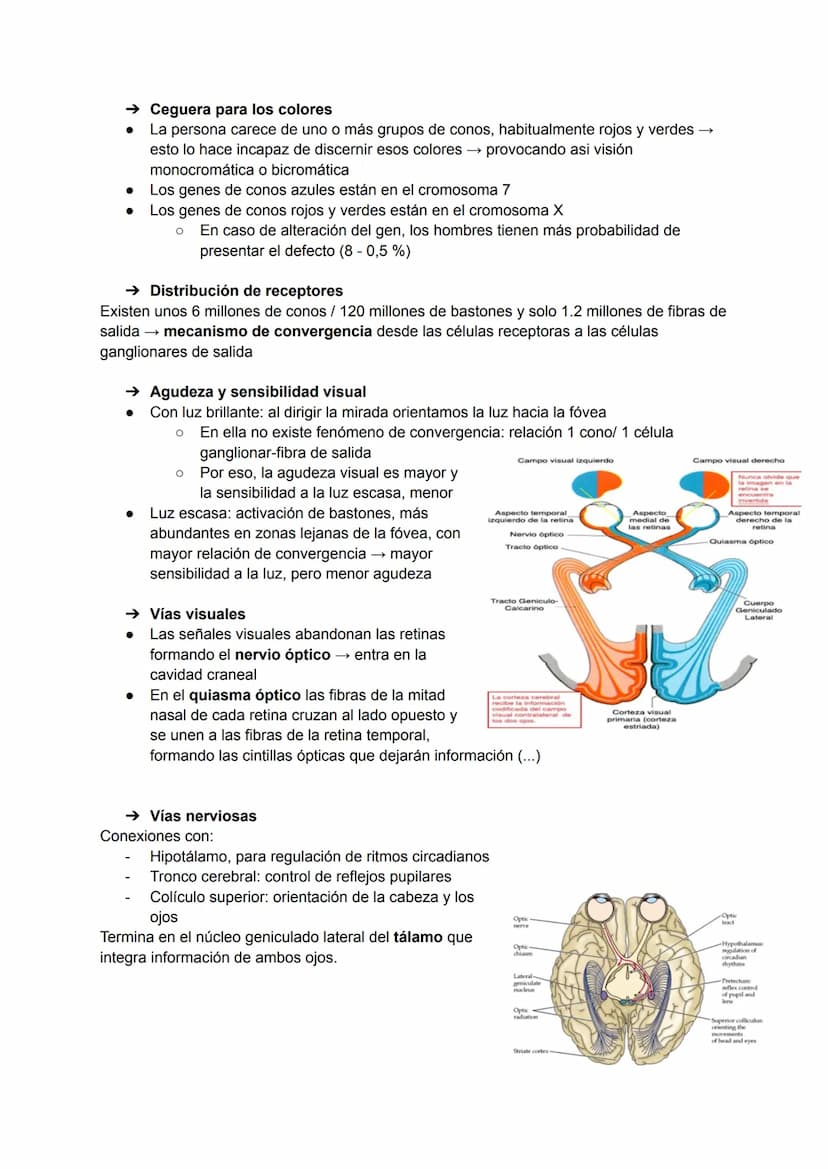 TEMA 20: FISIOLOGÍA DE LA VISIÓN
El ojo detecta e interpreta los estímulos luminosos: ondas electromagnéticas.
Puede distinguir dos cualidad