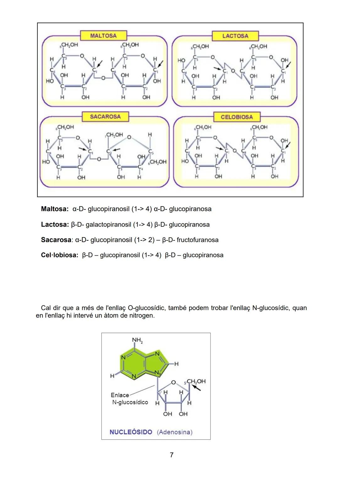 # BLOC A: LES BIOMOLECULES

# UNITAT 3.- ELS GLÚCIDS

Sabers bàsics
- Característiques químiques, isomeries, enllaços
- Funcions dels monosa
