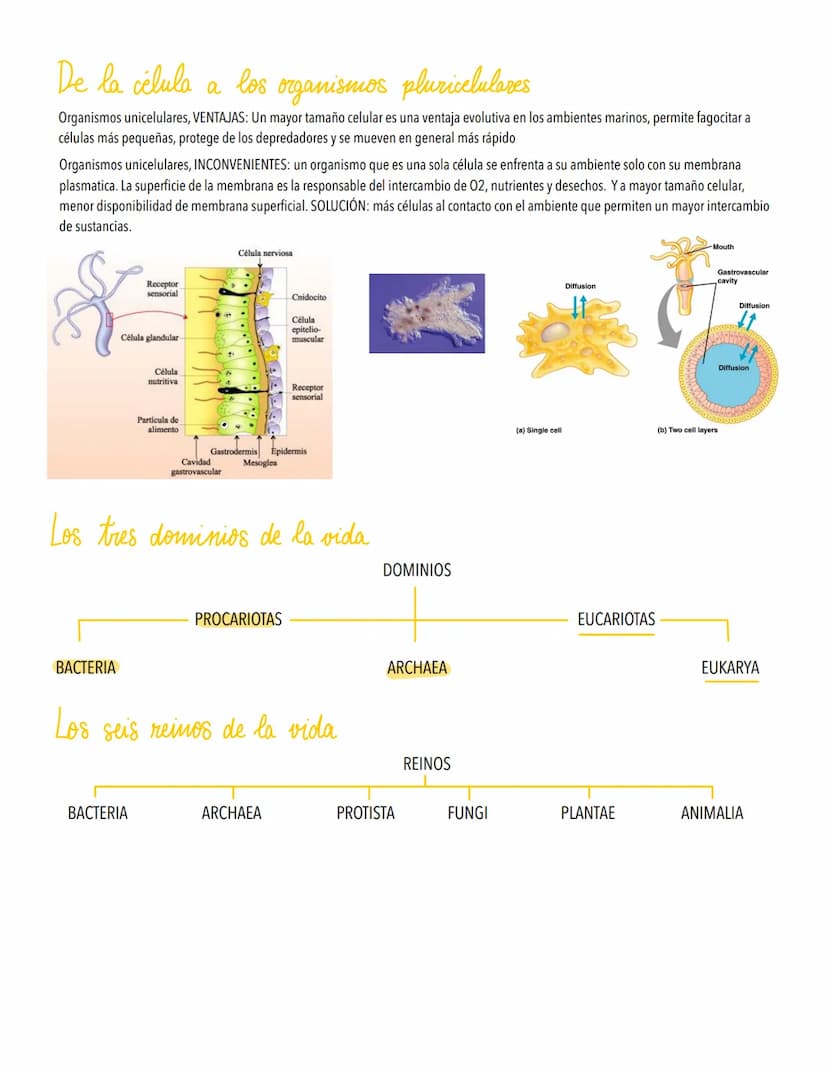 TEMA 5
LA EVOLUCIÓN Y LA BIODIVERSIDAD
La diversidad de los organismos es el resultado de la Evolución.
Origen de la célula. De la célula a 