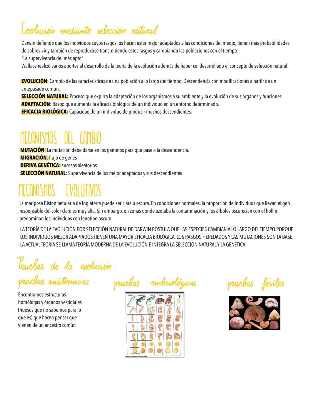 TEMA 5
LA EVOLUCIÓN Y LA BIODIVERSIDAD
La diversidad de los organismos es el resultado de la Evolución.
Origen de la célula. De la célula a 