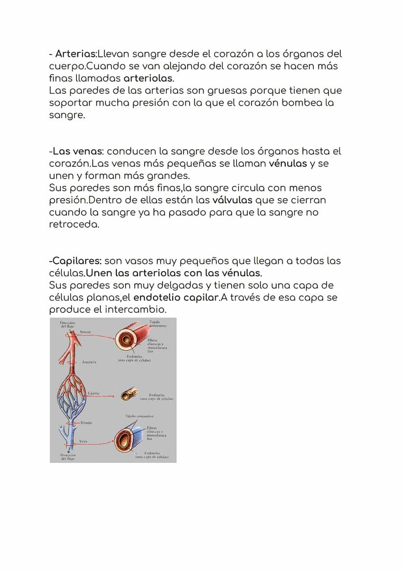 4. La circulación y la digestión.
1.-El sistema sanguíneo
formado por:
-Sangre
-vasos sanguíneos
-corazón
La sangre es un liquido de color r