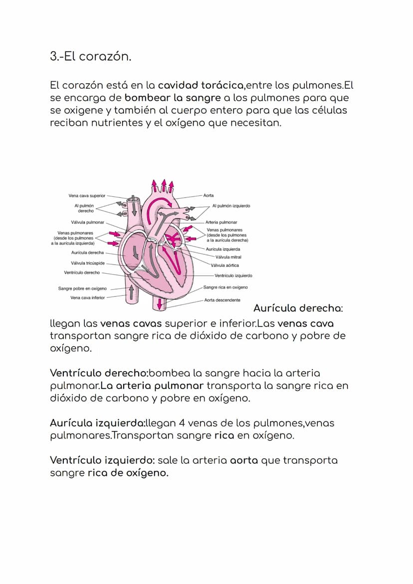 4. La circulación y la digestión.
1.-El sistema sanguíneo
formado por:
-Sangre
-vasos sanguíneos
-corazón
La sangre es un liquido de color r