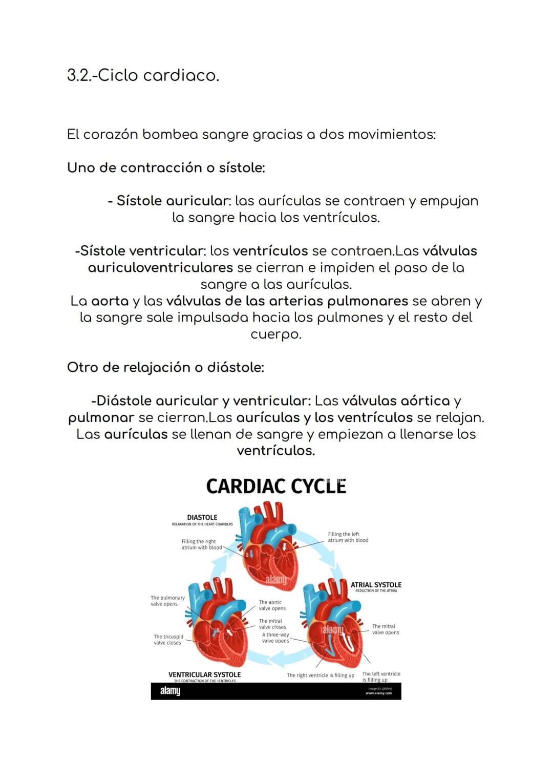 4. La circulación y la digestión.
1.-El sistema sanguíneo
formado por:
-Sangre
-vasos sanguíneos
-corazón
La sangre es un liquido de color r