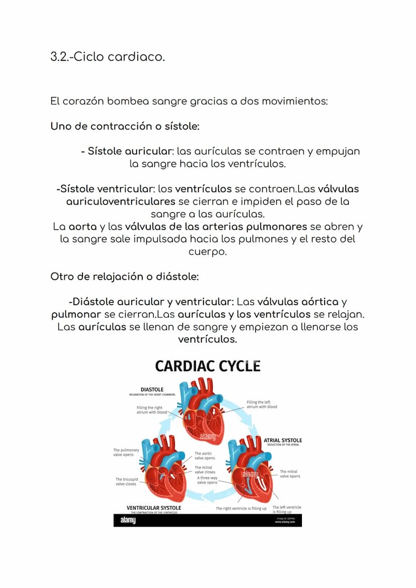 4. La circulación y la digestión.
1.-El sistema sanguíneo
formado por:
-Sangre
-vasos sanguíneos
-corazón
La sangre es un liquido de color r