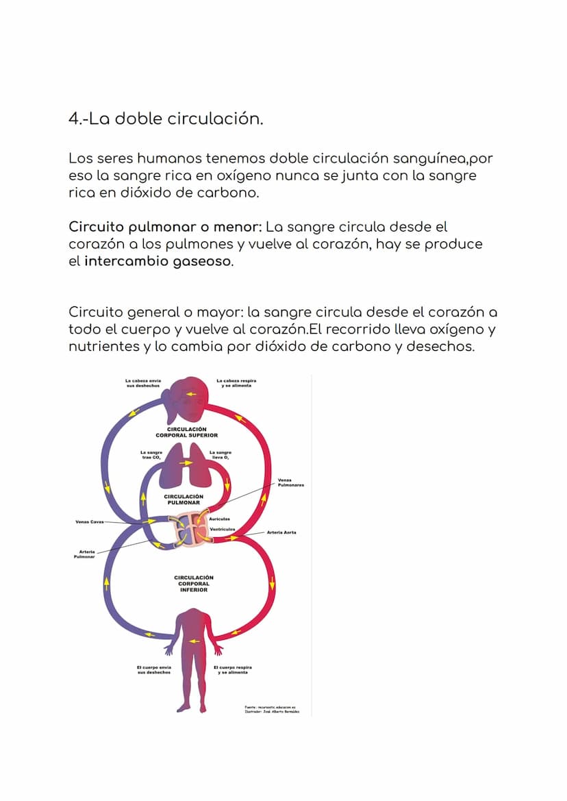 4. La circulación y la digestión.
1.-El sistema sanguíneo
formado por:
-Sangre
-vasos sanguíneos
-corazón
La sangre es un liquido de color r