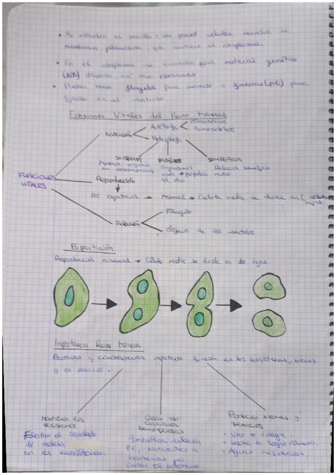 Unidad 4
REINO MONERA
Ficha
.
✔
Procar otaus
Unicelulares
Nutrición
▼
4
Tienen pored celular
¿Quiénes pertenecen a
Autotropos Chacen la
cloc