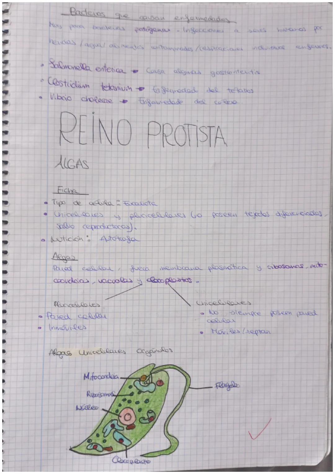 Unidad 4
REINO MONERA
Ficha
.
✔
Procar otaus
Unicelulares
Nutrición
▼
4
Tienen pored celular
¿Quiénes pertenecen a
Autotropos Chacen la
cloc