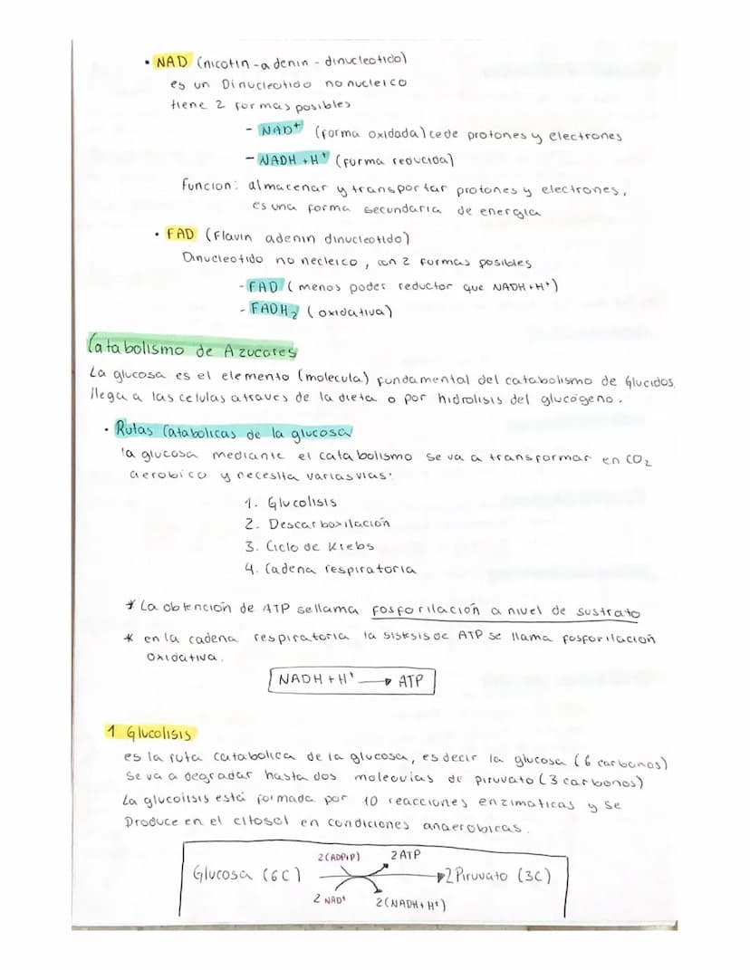 METABOLISMO
El metabolismo es el conjunto de reacciones enzimaticas que se producen
en el interior de la celula.
Objetivo fundamental del me
