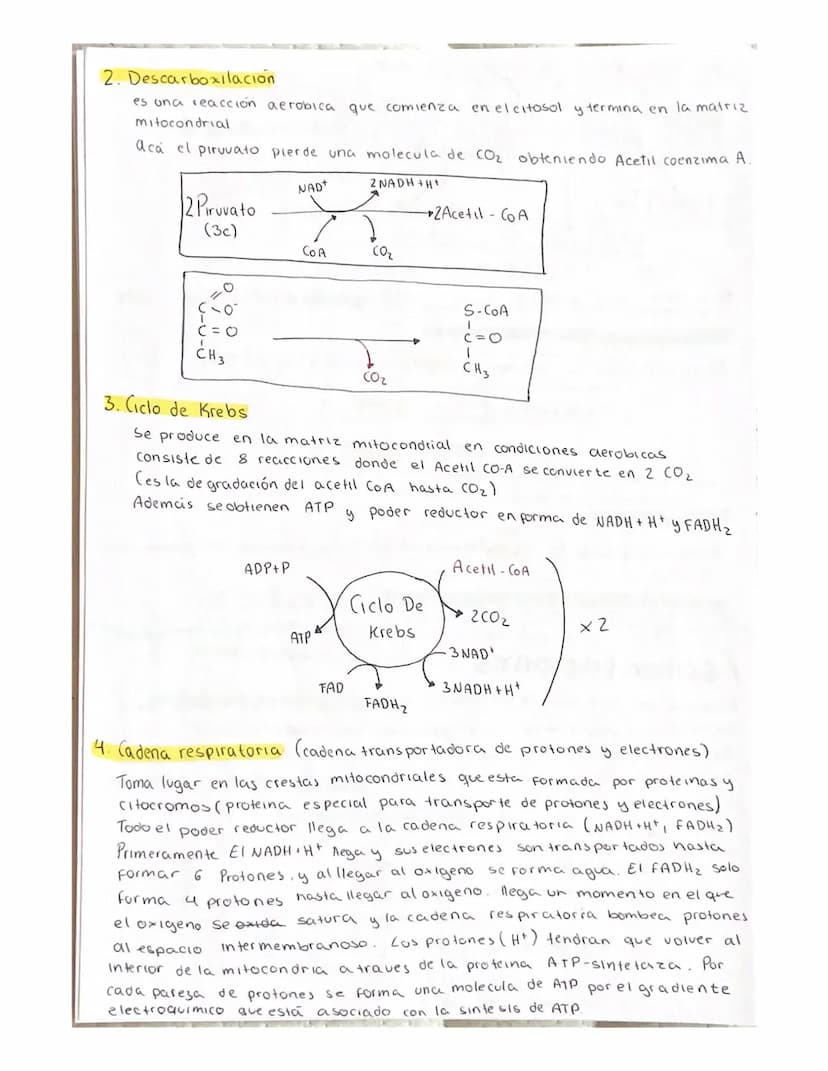 METABOLISMO
El metabolismo es el conjunto de reacciones enzimaticas que se producen
en el interior de la celula.
Objetivo fundamental del me