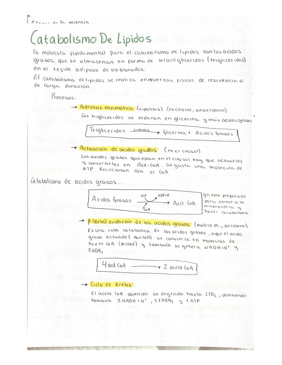 METABOLISMO
El metabolismo es el conjunto de reacciones enzimaticas que se producen
en el interior de la celula.
Objetivo fundamental del me