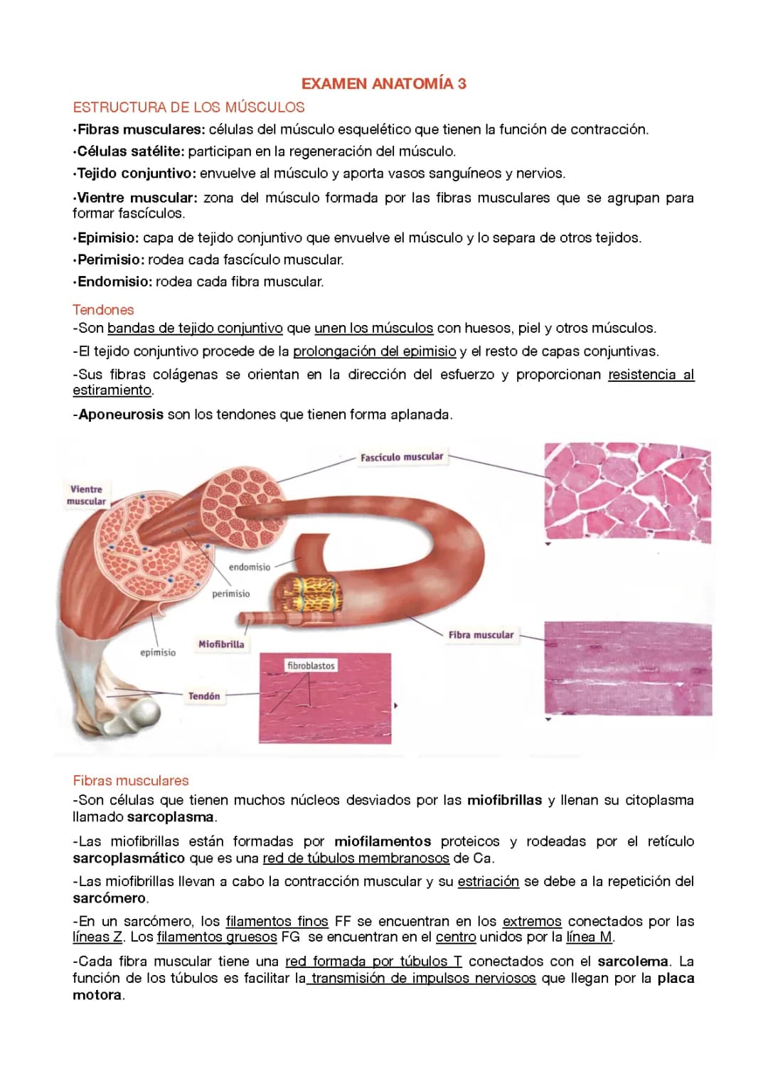 Anatomía 1ºBach
