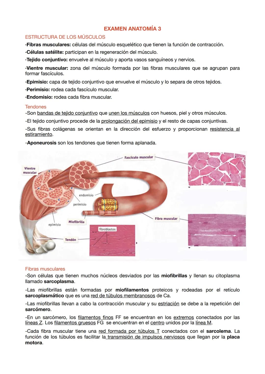 ESTRUCTURA DE LOS MÚSCULOS
.Fibras musculares: células del músculo esquelético que tienen la función de contracción.
.Células satélite: part