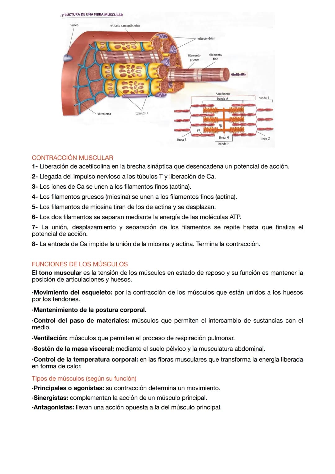 ESTRUCTURA DE LOS MÚSCULOS
.Fibras musculares: células del músculo esquelético que tienen la función de contracción.
.Células satélite: part