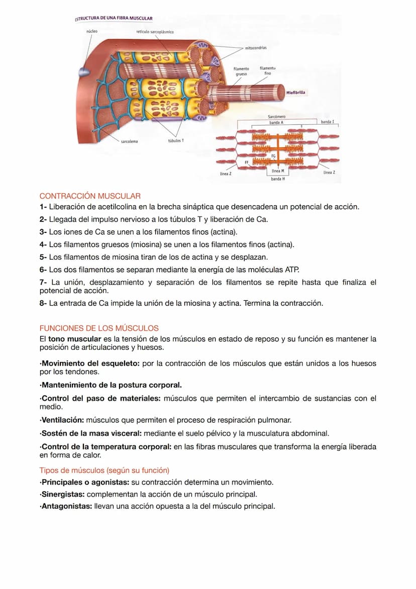 ESTRUCTURA DE LOS MÚSCULOS
.Fibras musculares: células del músculo esquelético que tienen la función de contracción.
.Células satélite: part