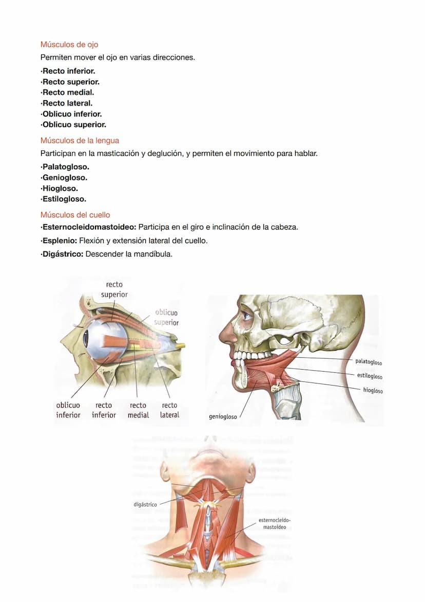 ESTRUCTURA DE LOS MÚSCULOS
.Fibras musculares: células del músculo esquelético que tienen la función de contracción.
.Células satélite: part