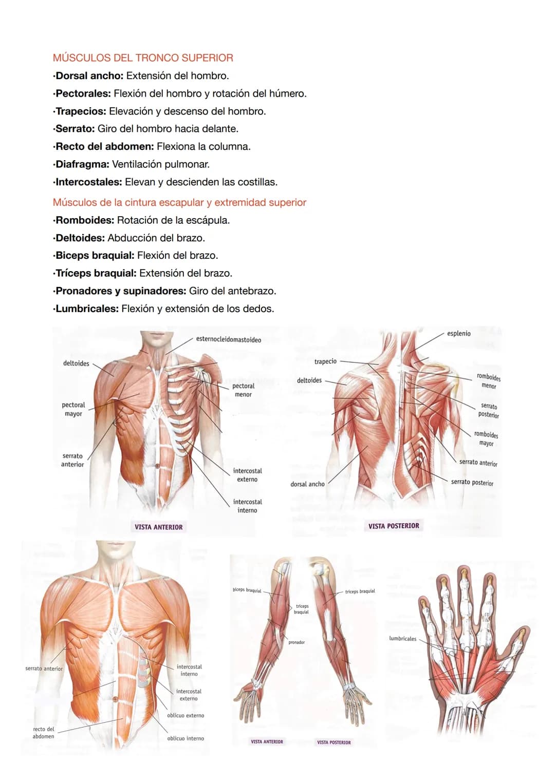 ESTRUCTURA DE LOS MÚSCULOS
.Fibras musculares: células del músculo esquelético que tienen la función de contracción.
.Células satélite: part