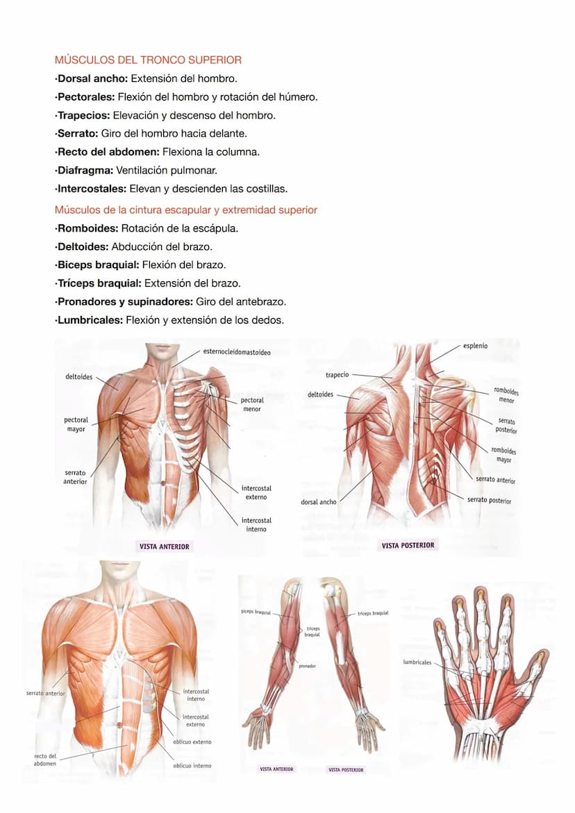 ESTRUCTURA DE LOS MÚSCULOS
.Fibras musculares: células del músculo esquelético que tienen la función de contracción.
.Células satélite: part