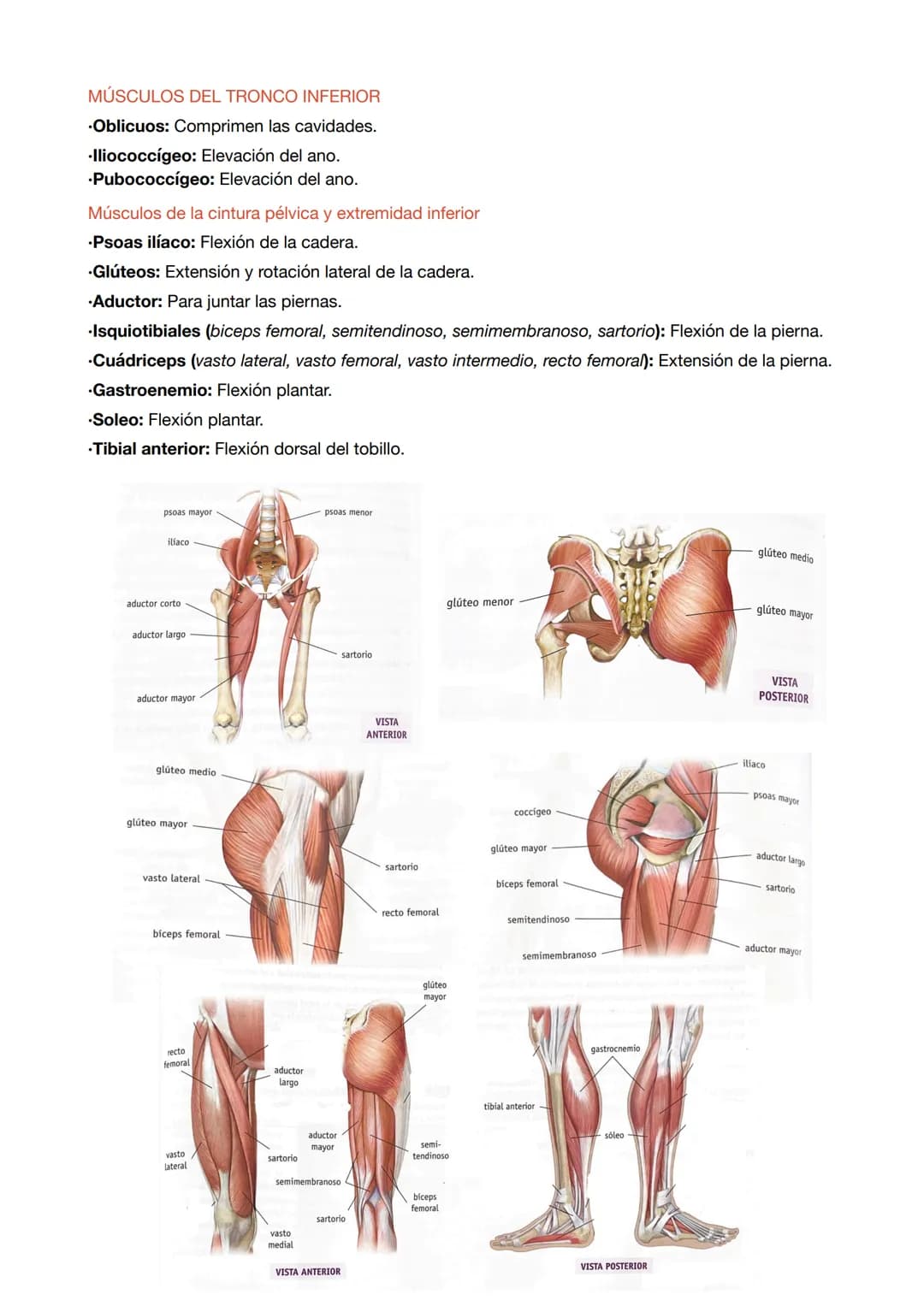ESTRUCTURA DE LOS MÚSCULOS
.Fibras musculares: células del músculo esquelético que tienen la función de contracción.
.Células satélite: part