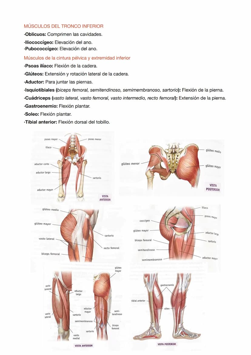 ESTRUCTURA DE LOS MÚSCULOS
.Fibras musculares: células del músculo esquelético que tienen la función de contracción.
.Células satélite: part