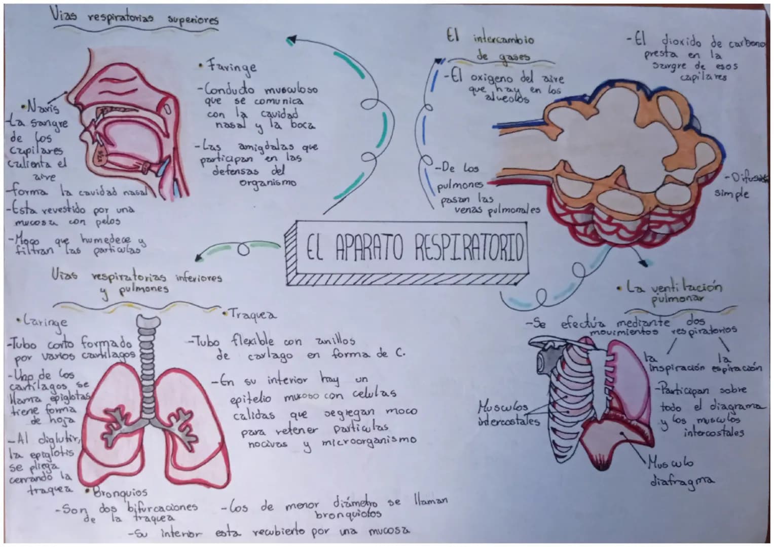 Vias respiratorias superiores
•Navis
La sangre
de los
capilares
calienta el
aire
forma la cavidad nasal
-Esta revestido
con pelos
por una
mu