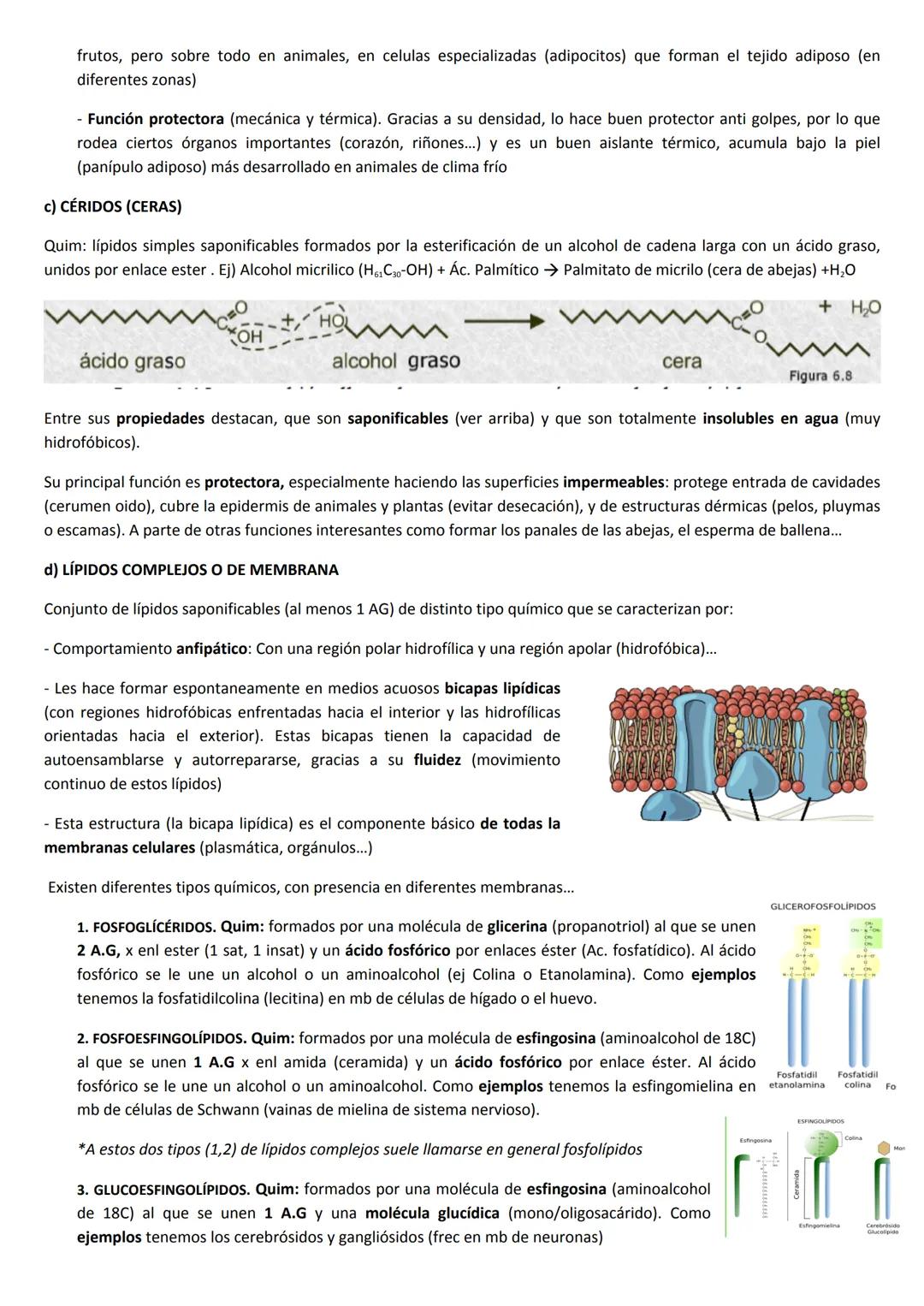 # TEMA 3: LÍPIDOS

1. CARACTERÍSTICAS GENERALES Y CLASIFICACIÓN

Los Lípidos, son un amplio grupo de moléculas orgánicas, químicamente muy h