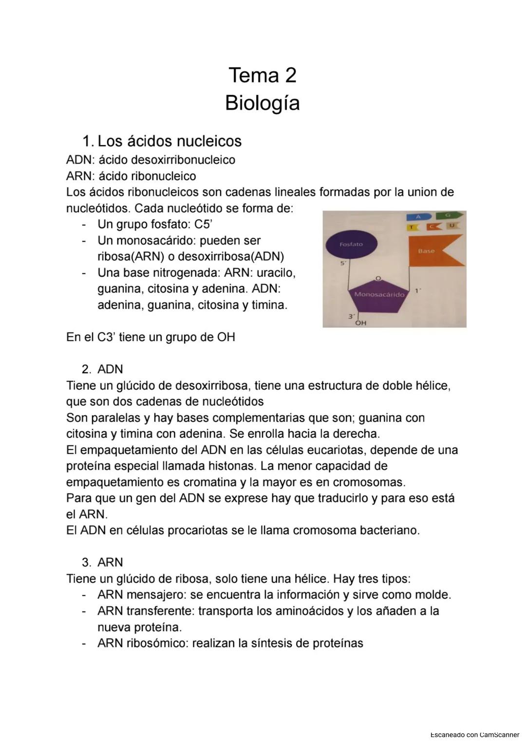 Tema 2
Biología
1. Los ácidos nucleicos
ADN: ácido desoxirribonucleico
ARN: ácido ribonucleico
Los ácidos ribonucleicos son cadenas lineales