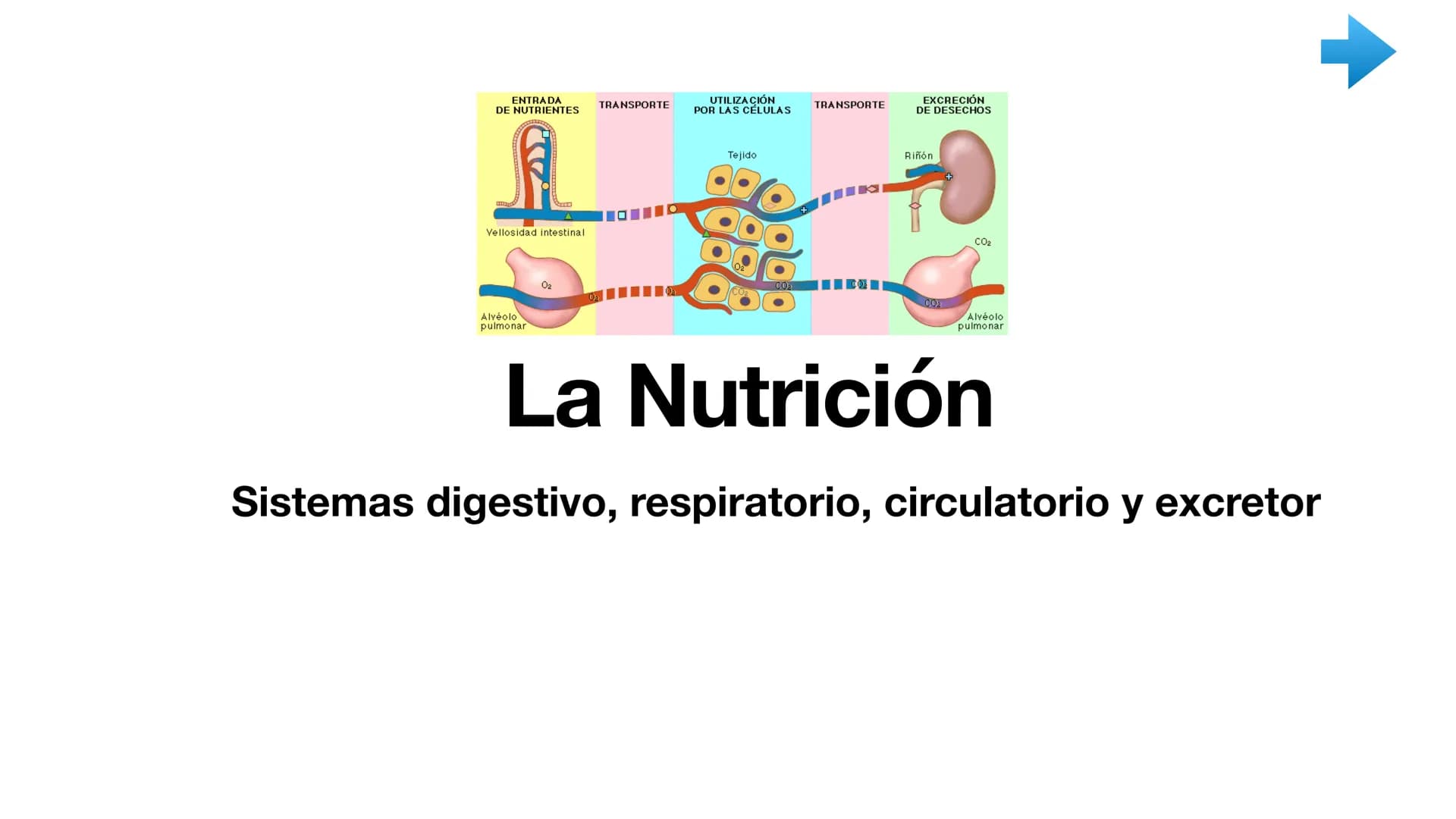 ENTRADA
DE NUTRIENTES
AL
Vellosidad intestinal
Alvéolo
pulmonar
TRANSPORTE
UTILIZACIÓN
POR LAS CÉLULAS
Tejido
TRANSPORTE
[11]
EXCRECIÓN
DE D