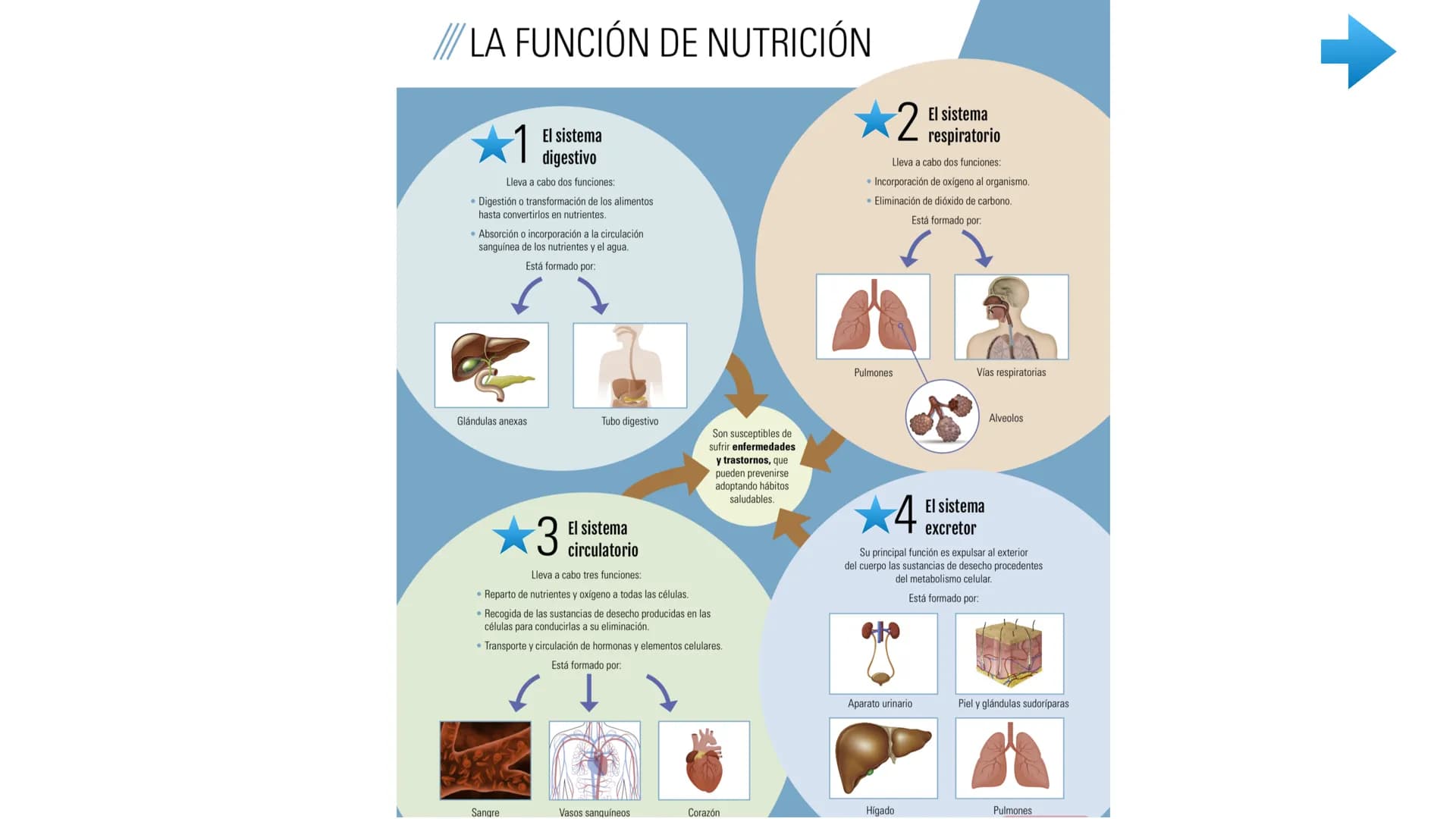 ENTRADA
DE NUTRIENTES
AL
Vellosidad intestinal
Alvéolo
pulmonar
TRANSPORTE
UTILIZACIÓN
POR LAS CÉLULAS
Tejido
TRANSPORTE
[11]
EXCRECIÓN
DE D