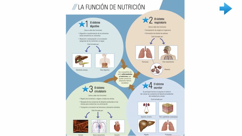 ENTRADA
DE NUTRIENTES
AL
Vellosidad intestinal
Alvéolo
pulmonar
TRANSPORTE
UTILIZACIÓN
POR LAS CÉLULAS
Tejido
TRANSPORTE
[11]
EXCRECIÓN
DE D