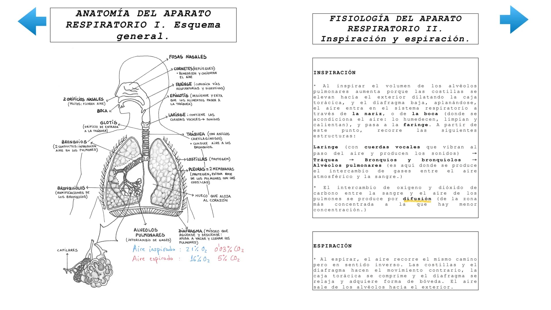 ENTRADA
DE NUTRIENTES
AL
Vellosidad intestinal
Alvéolo
pulmonar
TRANSPORTE
UTILIZACIÓN
POR LAS CÉLULAS
Tejido
TRANSPORTE
[11]
EXCRECIÓN
DE D
