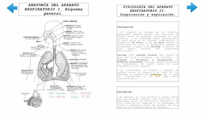 ENTRADA
DE NUTRIENTES
AL
Vellosidad intestinal
Alvéolo
pulmonar
TRANSPORTE
UTILIZACIÓN
POR LAS CÉLULAS
Tejido
TRANSPORTE
[11]
EXCRECIÓN
DE D