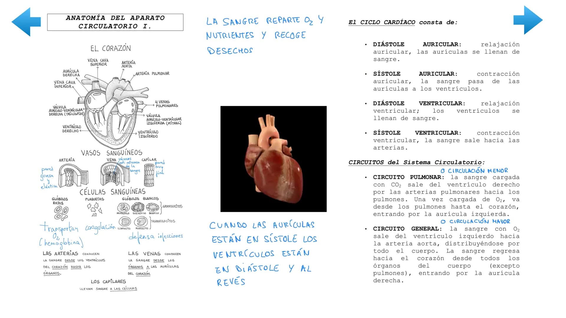 ENTRADA
DE NUTRIENTES
AL
Vellosidad intestinal
Alvéolo
pulmonar
TRANSPORTE
UTILIZACIÓN
POR LAS CÉLULAS
Tejido
TRANSPORTE
[11]
EXCRECIÓN
DE D