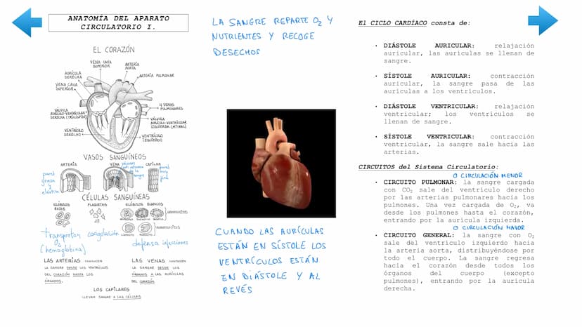 ENTRADA
DE NUTRIENTES
AL
Vellosidad intestinal
Alvéolo
pulmonar
TRANSPORTE
UTILIZACIÓN
POR LAS CÉLULAS
Tejido
TRANSPORTE
[11]
EXCRECIÓN
DE D