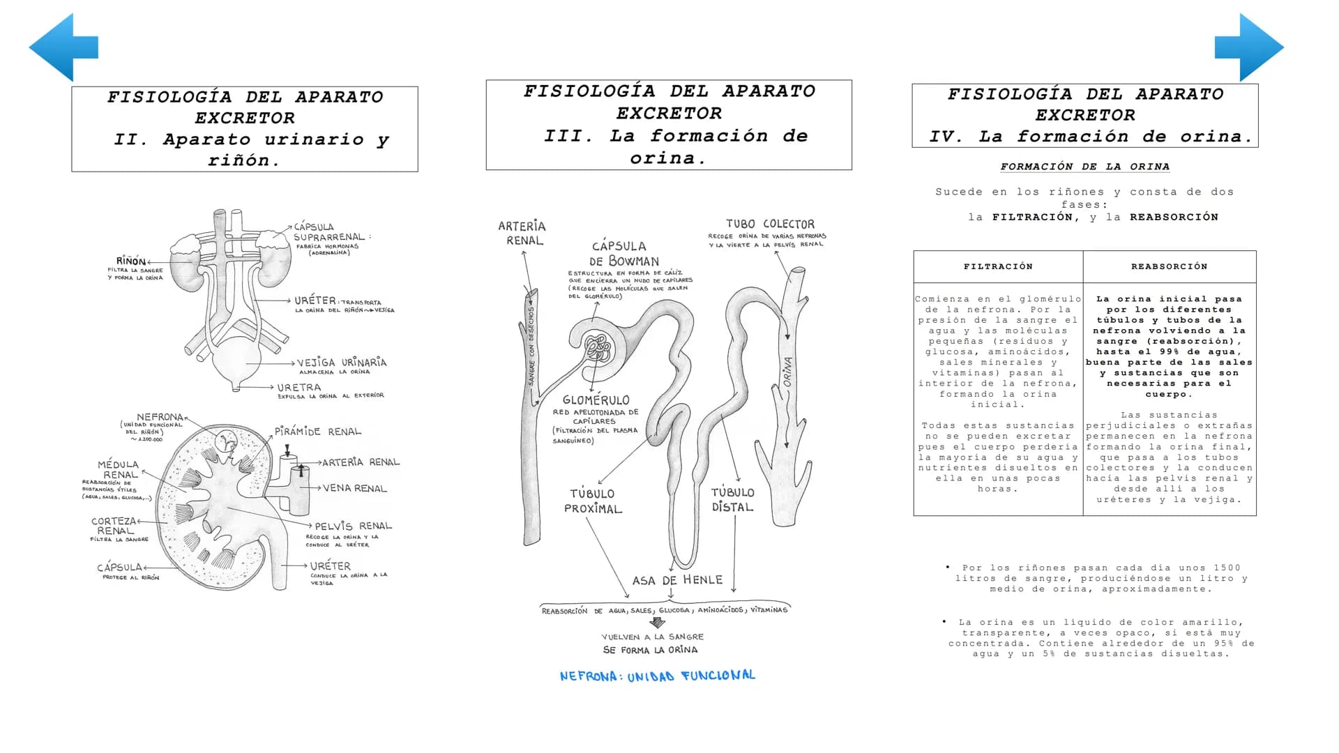 ENTRADA
DE NUTRIENTES
AL
Vellosidad intestinal
Alvéolo
pulmonar
TRANSPORTE
UTILIZACIÓN
POR LAS CÉLULAS
Tejido
TRANSPORTE
[11]
EXCRECIÓN
DE D