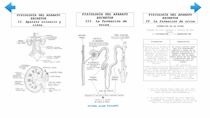ENTRADA
DE NUTRIENTES
AL
Vellosidad intestinal
Alvéolo
pulmonar
TRANSPORTE
UTILIZACIÓN
POR LAS CÉLULAS
Tejido
TRANSPORTE
[11]
EXCRECIÓN
DE D