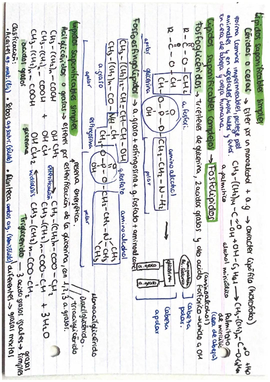 # LIPIDOS
Cupidor saponificables complejos
Fosfoerfingolipidos Esfingomieling mielina de las neuronas. Hace que vayan + rập.

Glucoesfingoli