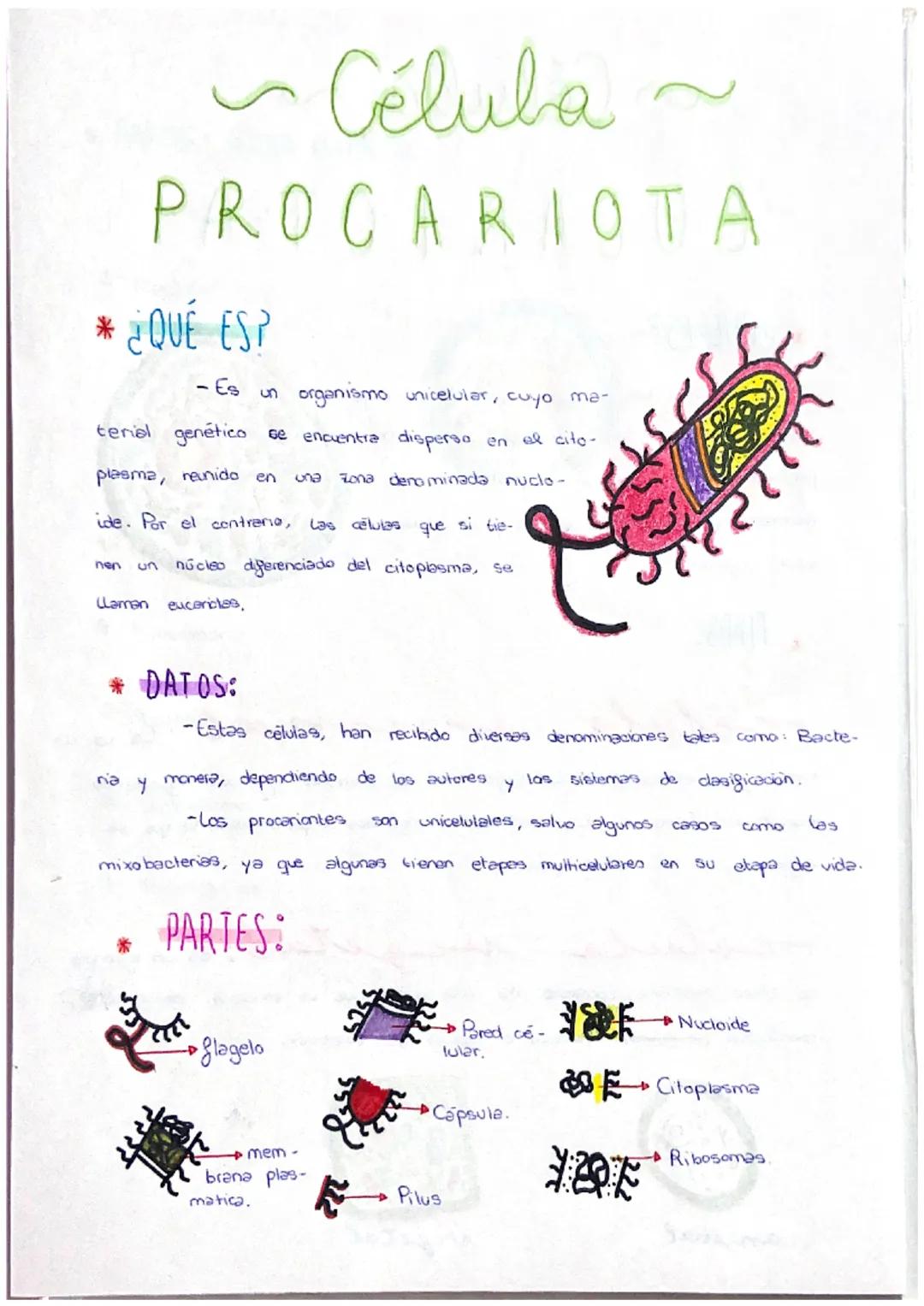 * ¿QUÉ ES?
- Es
Célula
PROCARIOTA
un organismo unicelular, cuyo ma-
terial genético se encuentra disperso en el cito-
plasma, reunido en una