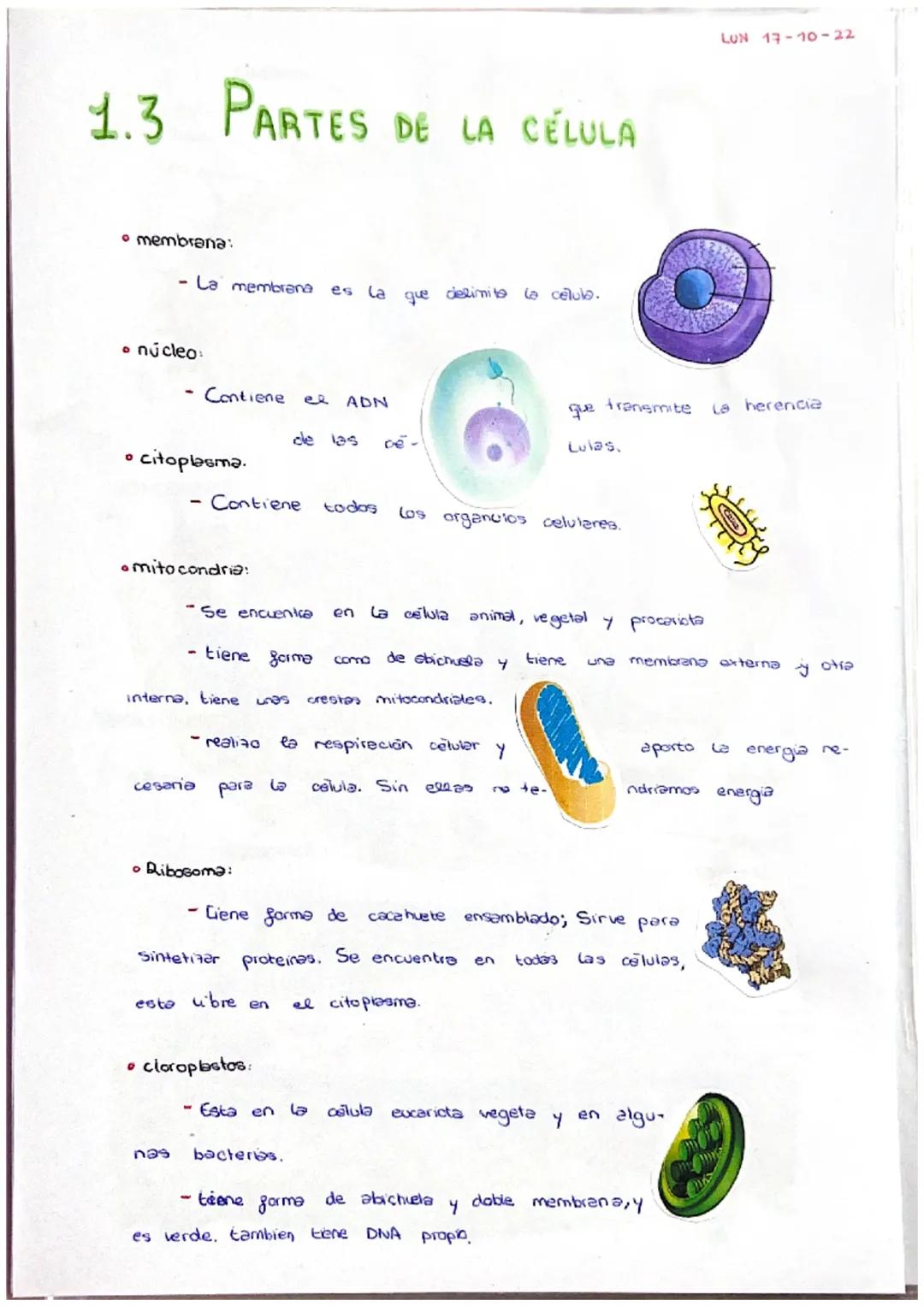 * ¿QUÉ ES?
- Es
Célula
PROCARIOTA
un organismo unicelular, cuyo ma-
terial genético se encuentra disperso en el cito-
plasma, reunido en una