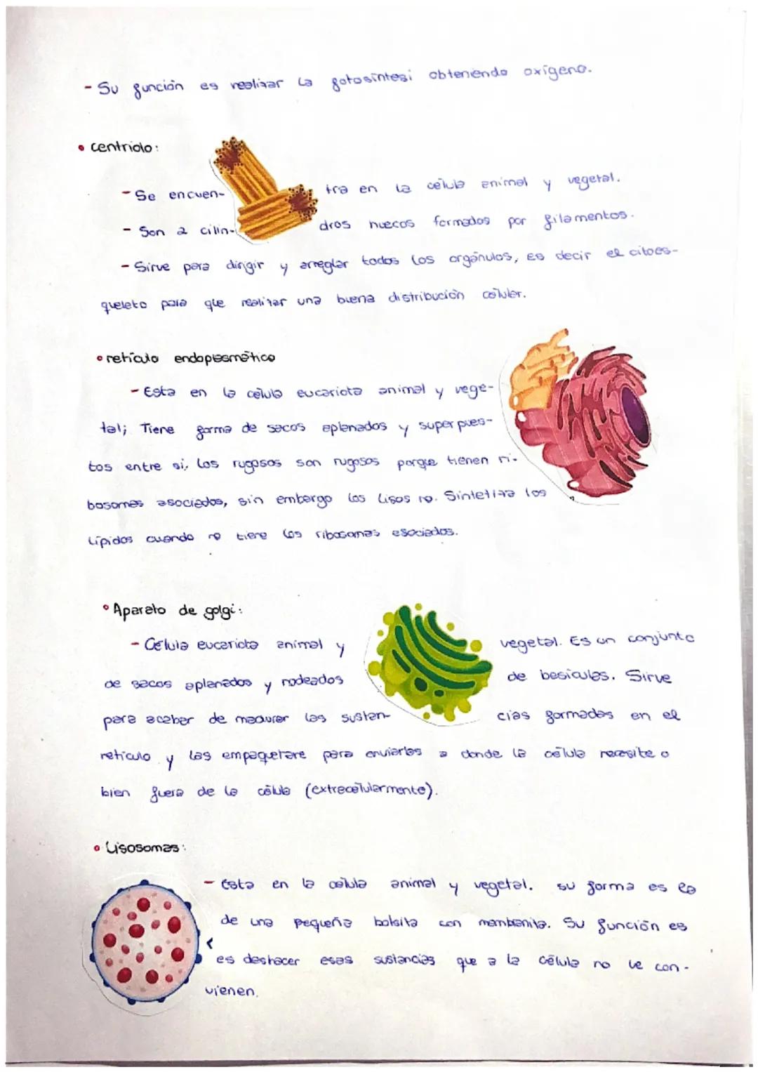 * ¿QUÉ ES?
- Es
Célula
PROCARIOTA
un organismo unicelular, cuyo ma-
terial genético se encuentra disperso en el cito-
plasma, reunido en una