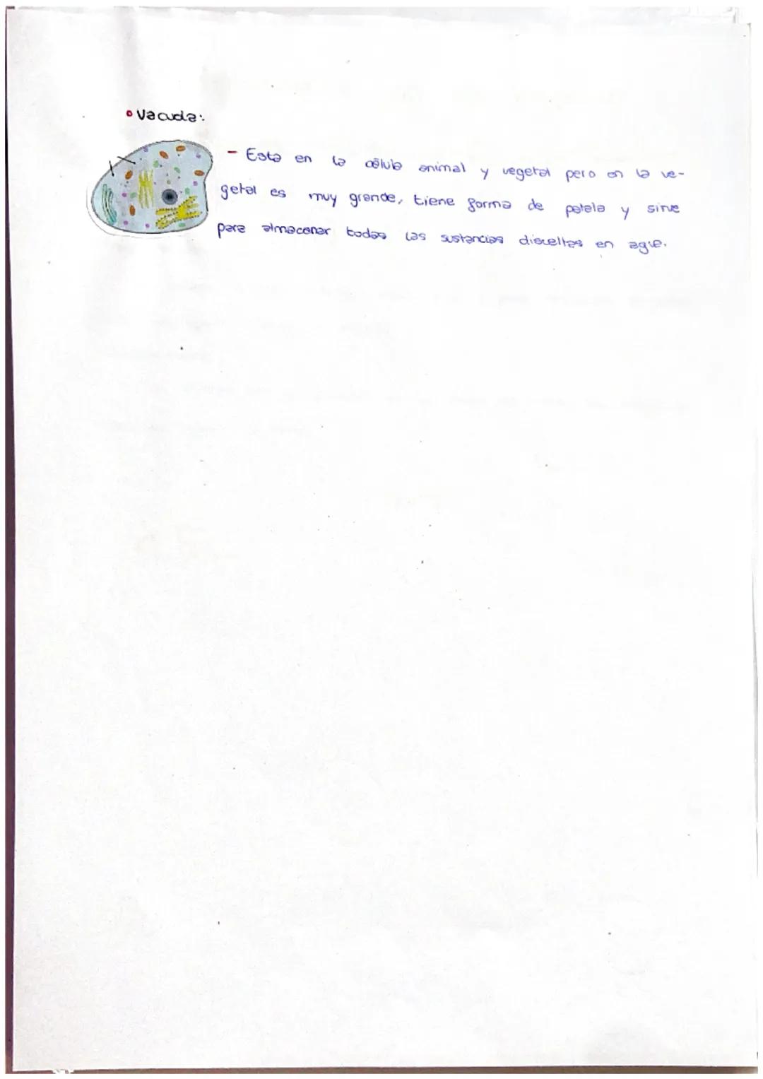 * ¿QUÉ ES?
- Es
Célula
PROCARIOTA
un organismo unicelular, cuyo ma-
terial genético se encuentra disperso en el cito-
plasma, reunido en una