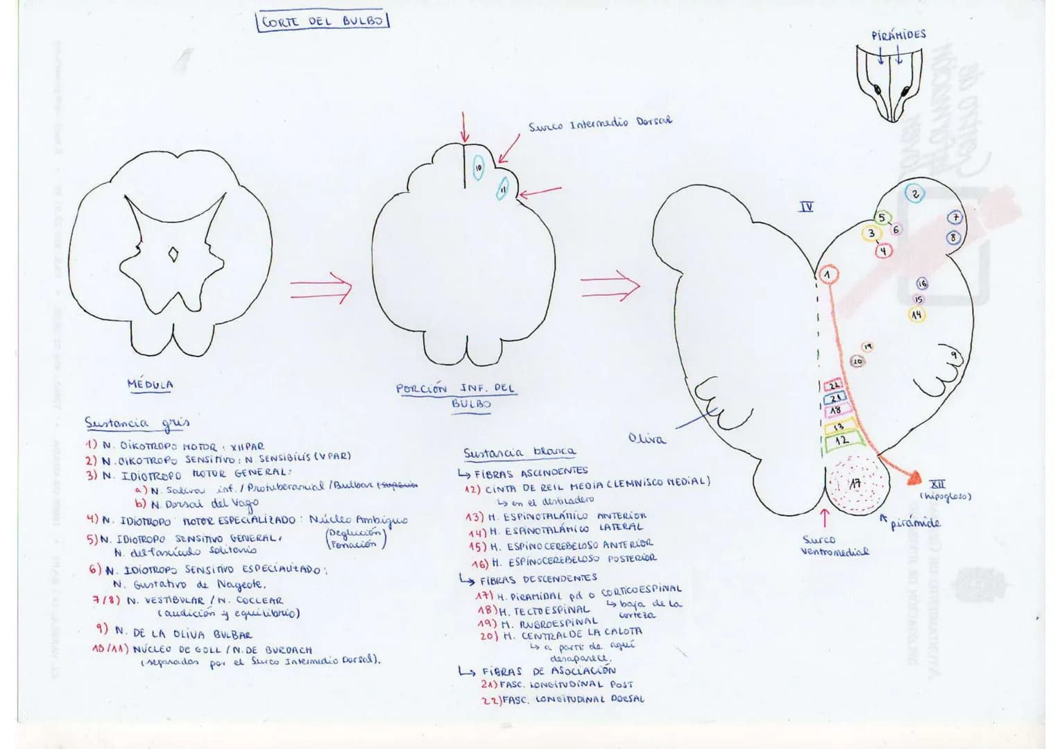 MEDULA
CORTE DEL BULBO
Sustancia gris
1) N. OIKOTROPO MOTOR: XII PAR
2) N.OIKOTROPO SENSITIVO: N. SENSIBILIS (V PAR)
3) N. IDIOTROPO MOTOR G