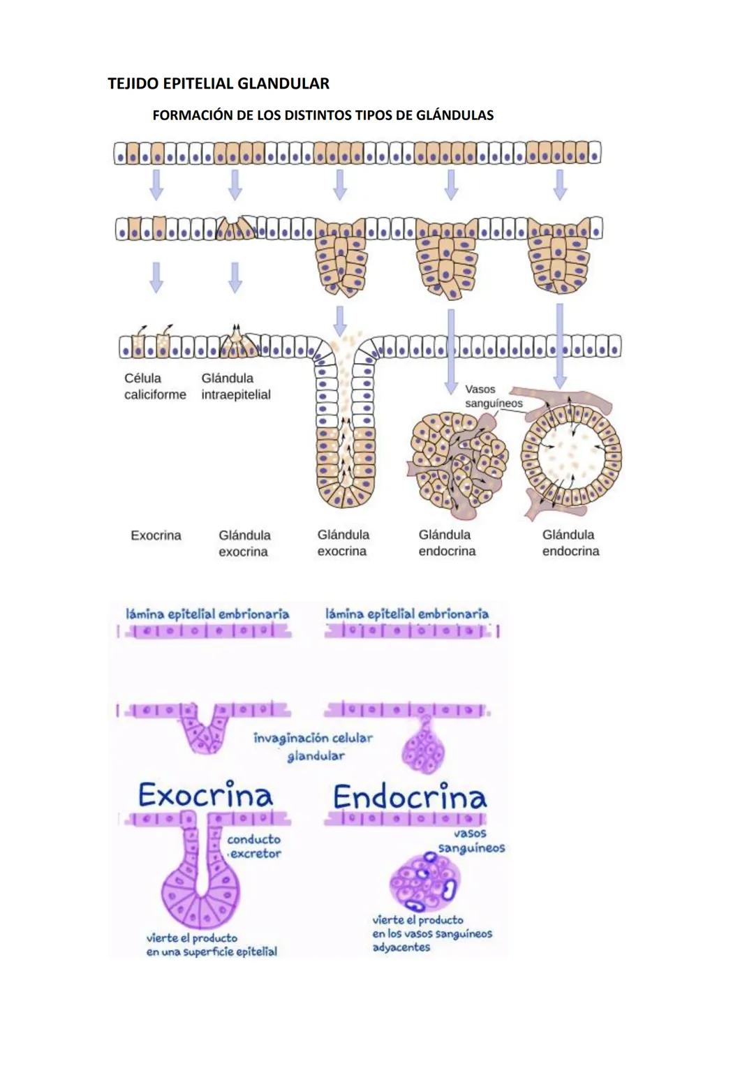 # TEJIDO EPITELIAL

EPITELIAL DE REVESTIMIENTO

Recubren las superficies expuestas al exterior, las cavidades internas o vías de paso.
Tiene