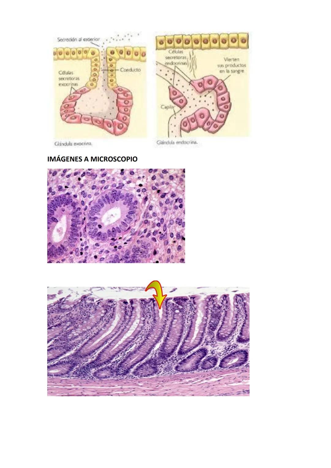 # TEJIDO EPITELIAL

EPITELIAL DE REVESTIMIENTO

Recubren las superficies expuestas al exterior, las cavidades internas o vías de paso.
Tiene