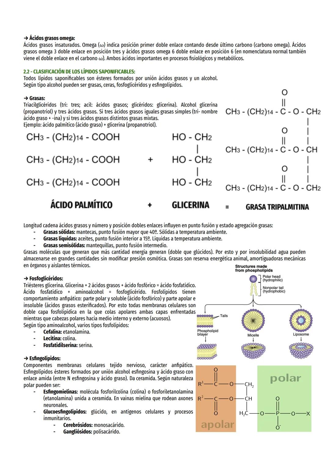 1- CARACTERÍSTICAS GENERALES Y CLASIFICACIÓN:
Grupo muy heterogéneo. Biomoléculas orgánicas formadas por C, H, O, N y P. Cadenas hidrocarbon