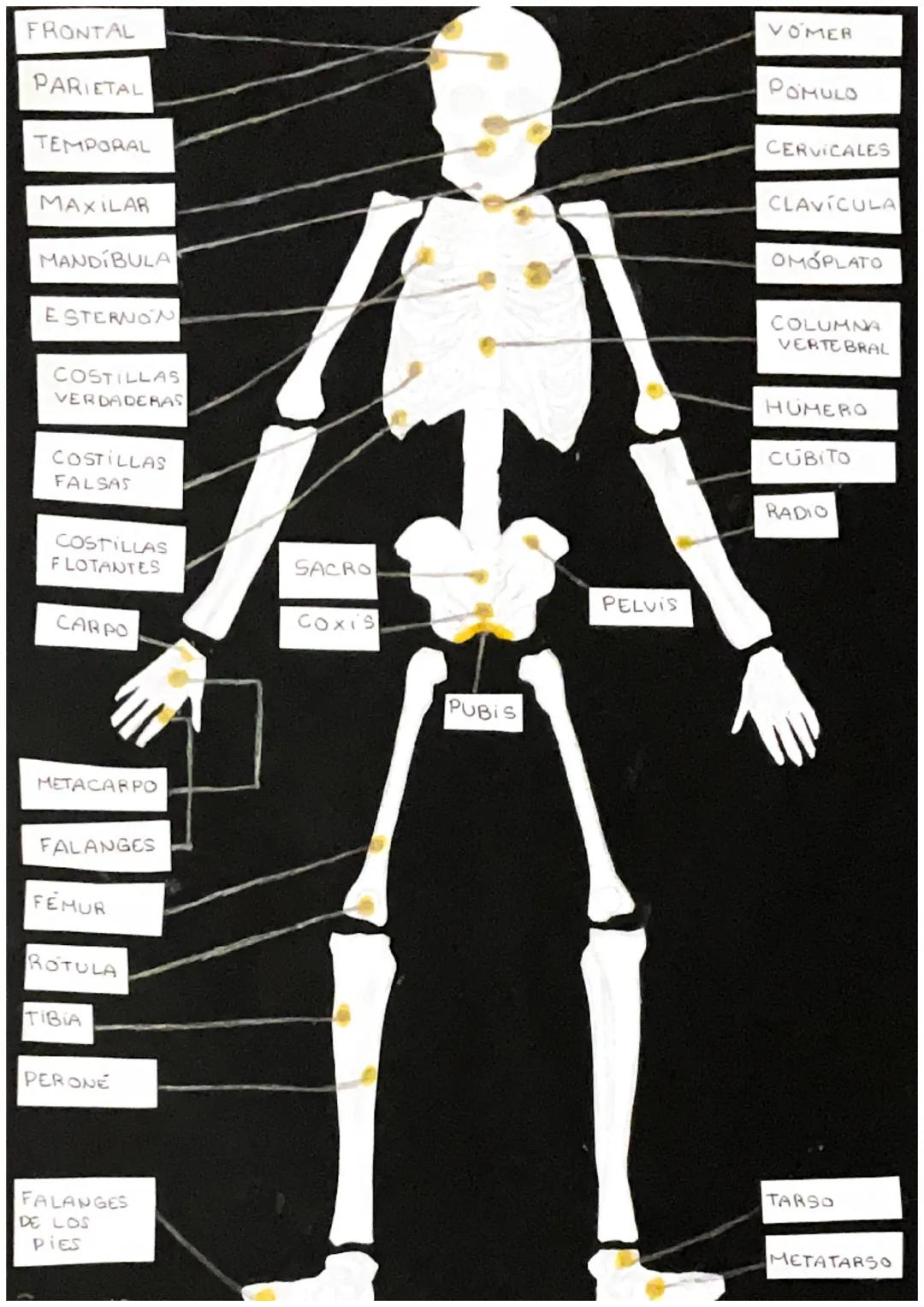 FRONTAL
PARIETAL
TEMPORAL
MAXILAR
MANDIBULA
ESTERNON
COSTILLAS
VERDADERAS
COSTILLAS
FALSAS
COSTILLAS
FLOTANTES
CARPO
METACAR PO
FALANGES
FEM