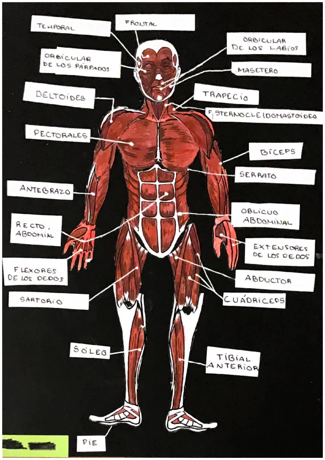 FRONTAL
PARIETAL
TEMPORAL
MAXILAR
MANDIBULA
ESTERNON
COSTILLAS
VERDADERAS
COSTILLAS
FALSAS
COSTILLAS
FLOTANTES
CARPO
METACAR PO
FALANGES
FEM