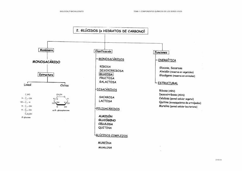 PRIMARIOS
C,O,H,N,P,S
BIOLOGIA 2º BACHILLERATO
INDISPENSABLES
Ca,Na,K,Mg,C1,Fe,
Si,Cu, Mn,B,F,I
pueden ser
SECUNDARIOS
VARIABLES
Br,Zn,Ti, V